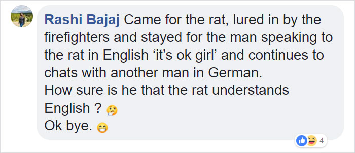 People Are Laughing At A Fat Rat That Got Stuck In Sewer Grate And Needed Fire Brigade To Save Her People Are Laughing At A Fat Rat That Got Stuck In Sewer Grate And Needed Fire Brigade To Save Her