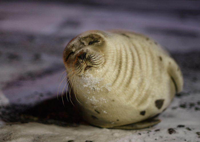 We Went For A Walk At Night And Discovered This Adorable Seal