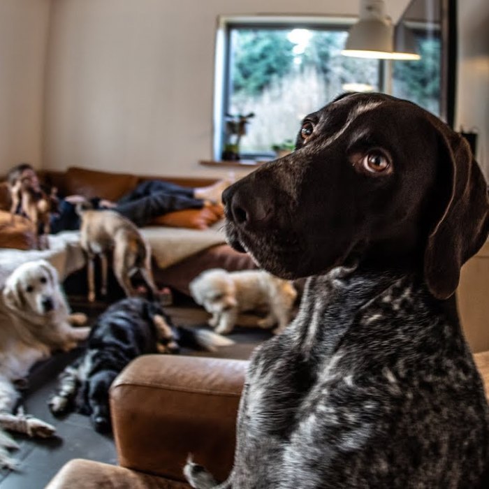 Dogs And Photography!