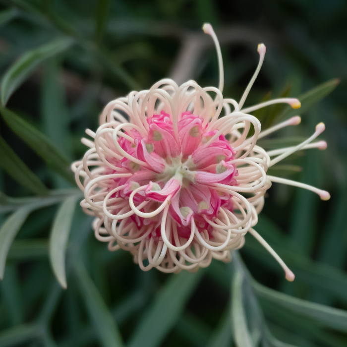 I Created A ‘Photographer’s Garden’ In My Backyard Because My Life Was Too Busy For Travel