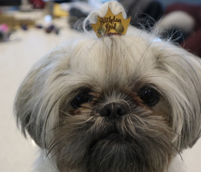 Looking For A Birthday Treat For My Puppy Led To A Crazy Challenge – I Am Making 365 Leather Dog Hats