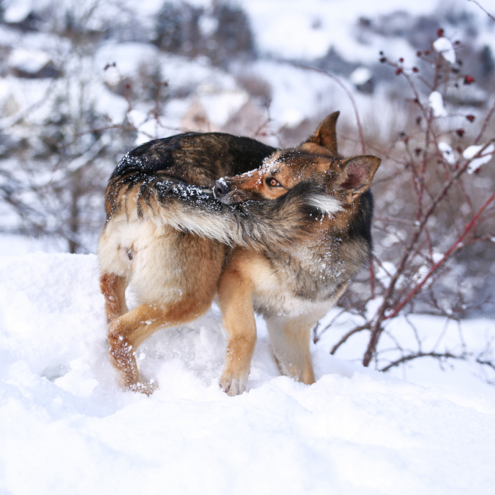 I Found Her In A Plastic Bag And Now She Is Making My Life Whole