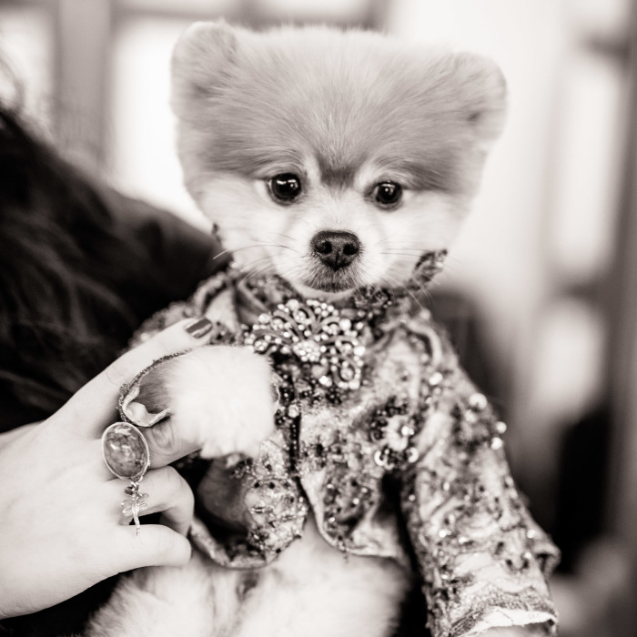 Dogs Take Over The Catwalk At Fashion Week