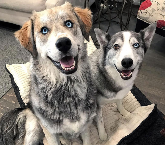 61 Crossbreeds Dogs That Are So Cute You’ll Want One Of Your Own