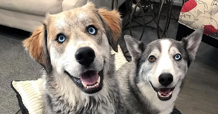 61 Crossbreeds Dogs That Are So Cute You’ll Want One Of Your Own