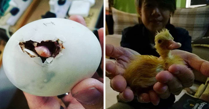 Woman Buys A Balut Egg In A Restaurant And Hatches The Duckling That’s Now Her Best Friend