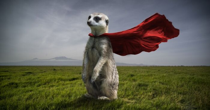 Artist Uses Digital Manipulation To Show How Animals Act When People Are Not Watching (30 Pics)