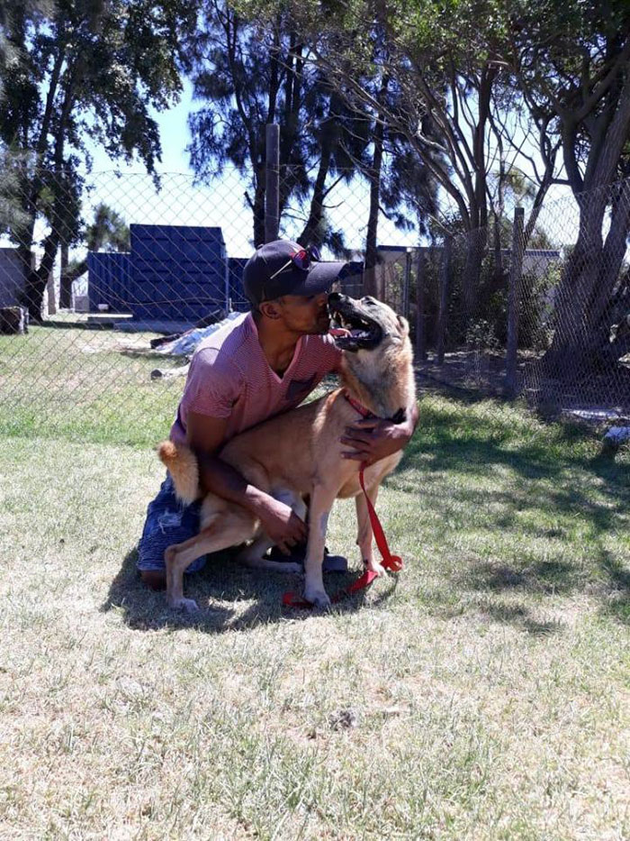 Dog Who Was Stabbed In The Head While Trying To Protect His Owner From An Armed Robber, Miraculously Survives Dog Who Was Stabbed In The Head While Trying To Protect His Owner From An Armed Robber, Miraculously Survives