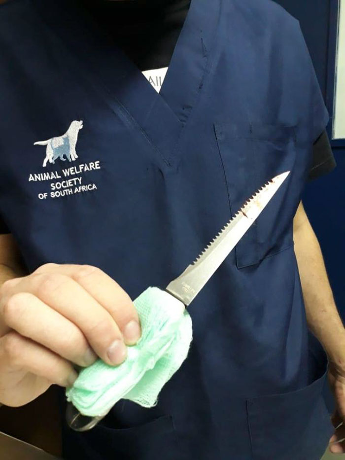 Dog Who Was Stabbed In The Head While Trying To Protect His Owner From An Armed Robber, Miraculously Survives Dog Who Was Stabbed In The Head While Trying To Protect His Owner From An Armed Robber, Miraculously Survives