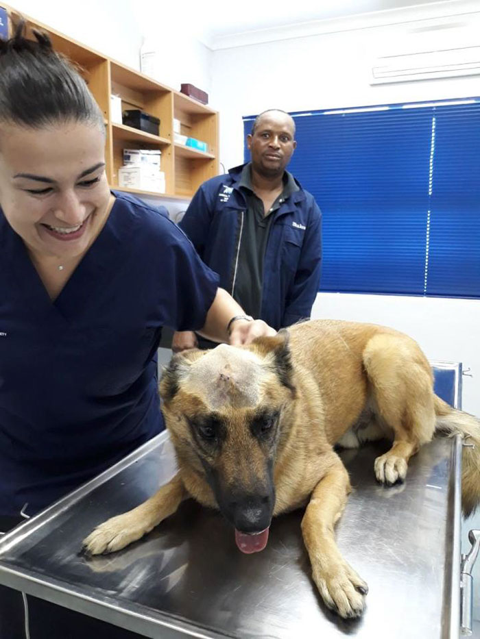 Dog Who Was Stabbed In The Head While Trying To Protect His Owner From An Armed Robber, Miraculously Survives Dog Who Was Stabbed In The Head While Trying To Protect His Owner From An Armed Robber, Miraculously Survives