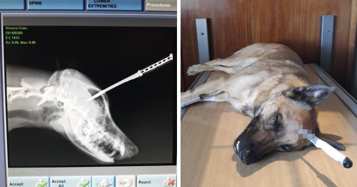 Dog Who Was Stabbed In The Head While Trying To Protect His Owner From An Armed Robber, Miraculously Survives