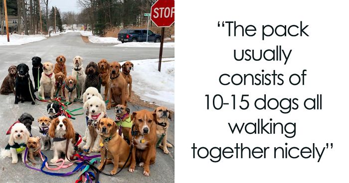 These Lovely Dogs ‘Pack Walk’ And Pose For Pictures Together Every Day