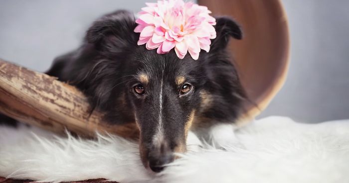My Dog Had A Maternity Photoshoot!