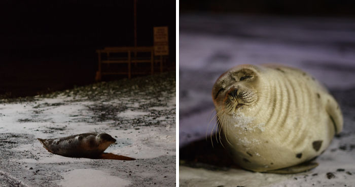 We Went For A Walk At Night And Discovered This Adorable Seal