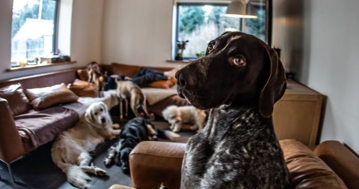 Dogs And Photography!