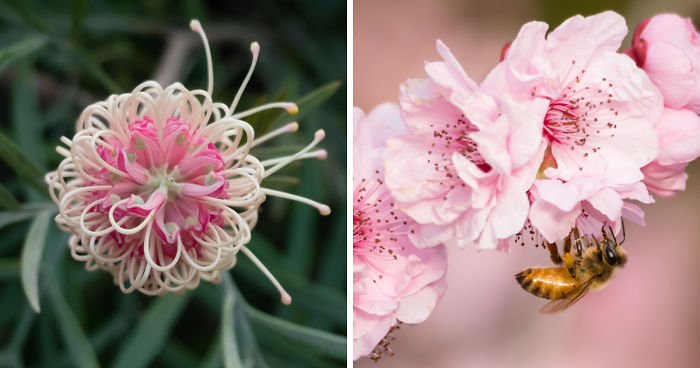 I Created A ‘Photographer’s Garden’ In My Backyard Because My Life Was Too Busy For Travel