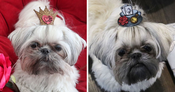 Looking For A Birthday Treat For My Puppy Led To A Crazy Challenge – I Am Making 365 Leather Dog Hats