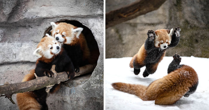 I Captured Wrestling Red Panda Cubs