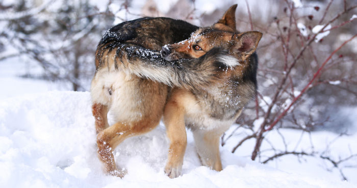 I Found Her In A Plastic Bag And Now She Is Making My Life Whole