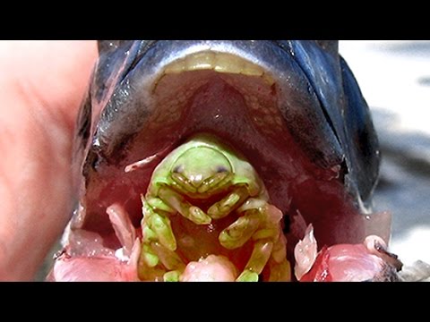 fish-parasite-5c6dde33e05c2.jpg