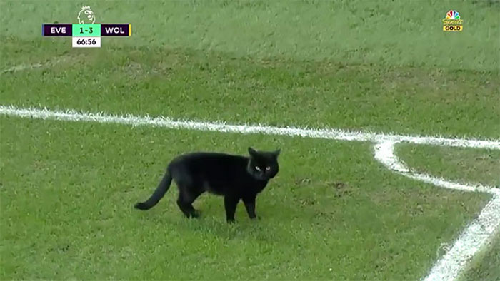 Black Cat Enters A Soccer Match And Unsurprisingly Refuses To Leave