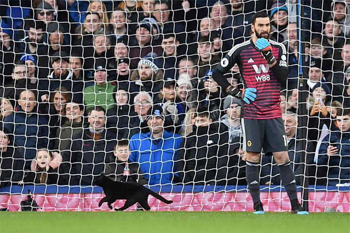 Black Cat Enters A Soccer Match And Unsurprisingly Refuses To Leave