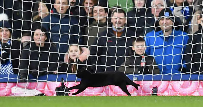 Black Cat Enters A Soccer Match And Unsurprisingly Refuses To Leave