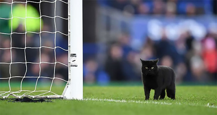 Black Cat Enters A Soccer Match And Unsurprisingly Refuses To Leave