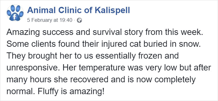 Cat Frozen In Snow Makes Miraculous Recovery After Veterinarians Spend Hours Fighting For Her Life Cat Frozen In Snow Makes Miraculous Recovery After Veterinarians Spend Hours Fighting For Her Life