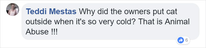 Cat Frozen In Snow Makes Miraculous Recovery After Veterinarians Spend Hours Fighting For Her Life Cat Frozen In Snow Makes Miraculous Recovery After Veterinarians Spend Hours Fighting For Her Life