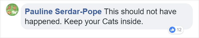 Cat Frozen In Snow Makes Miraculous Recovery After Veterinarians Spend Hours Fighting For Her Life Cat Frozen In Snow Makes Miraculous Recovery After Veterinarians Spend Hours Fighting For Her Life