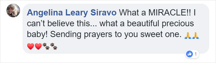 Cat Frozen In Snow Makes Miraculous Recovery After Veterinarians Spend Hours Fighting For Her Life Cat Frozen In Snow Makes Miraculous Recovery After Veterinarians Spend Hours Fighting For Her Life