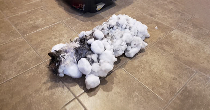 Cat Frozen In Snow Makes Miraculous Recovery After Veterinarians Spend Hours Fighting For Her Life