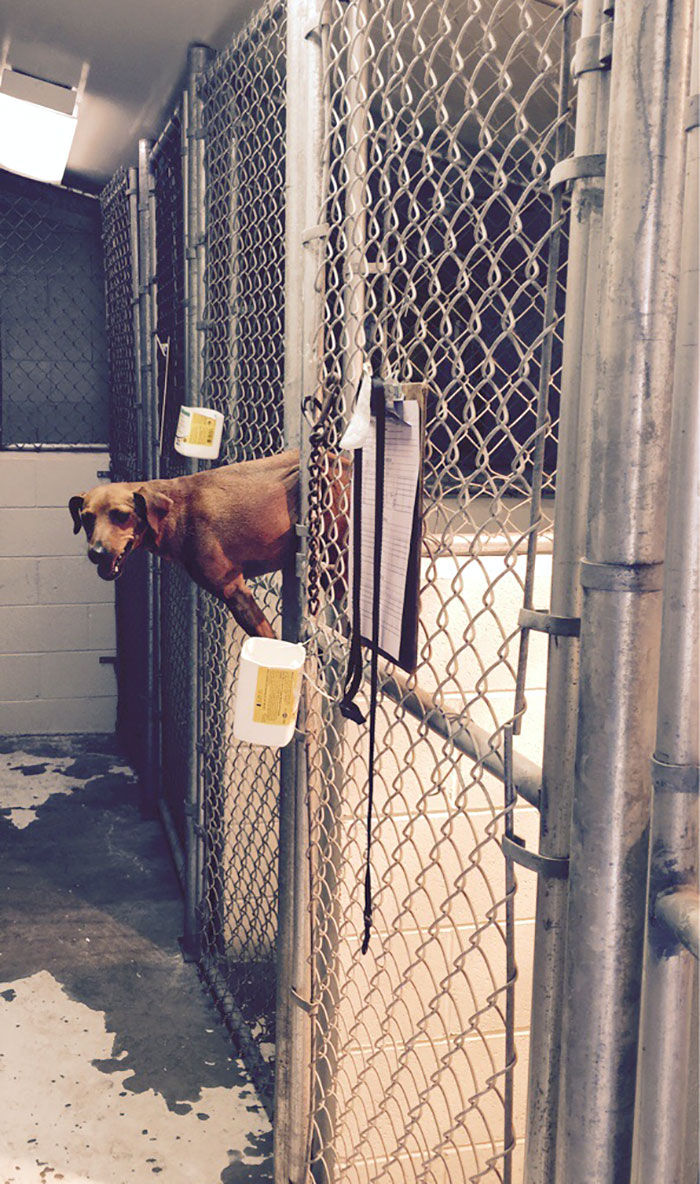 Getting Ready To Leave For The Afternoon When I'm Greeted By This Smiling Face Before I Walk Out The Door