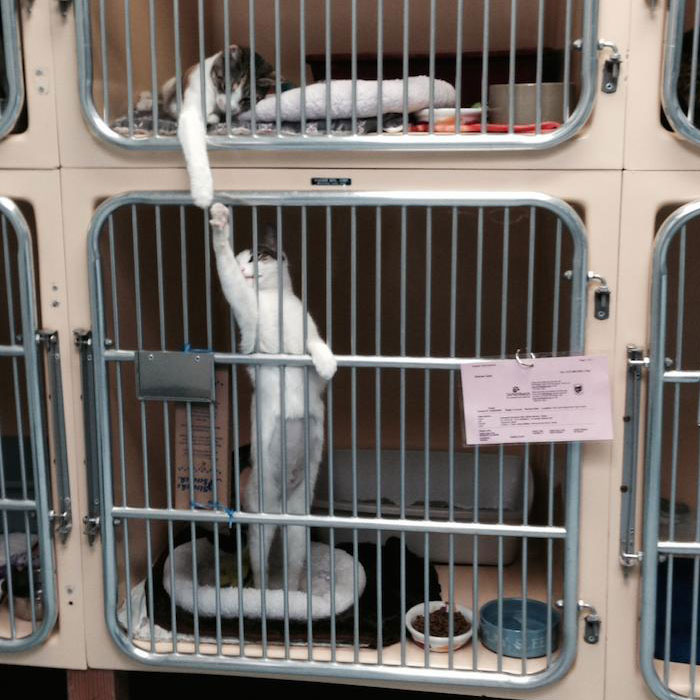 These Funny Animals Found Themselves In The Most Unexpected Situations While At The Shelter