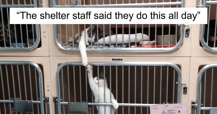 These Funny Animals Found Themselves In The Most Unexpected Situations While At The Shelter