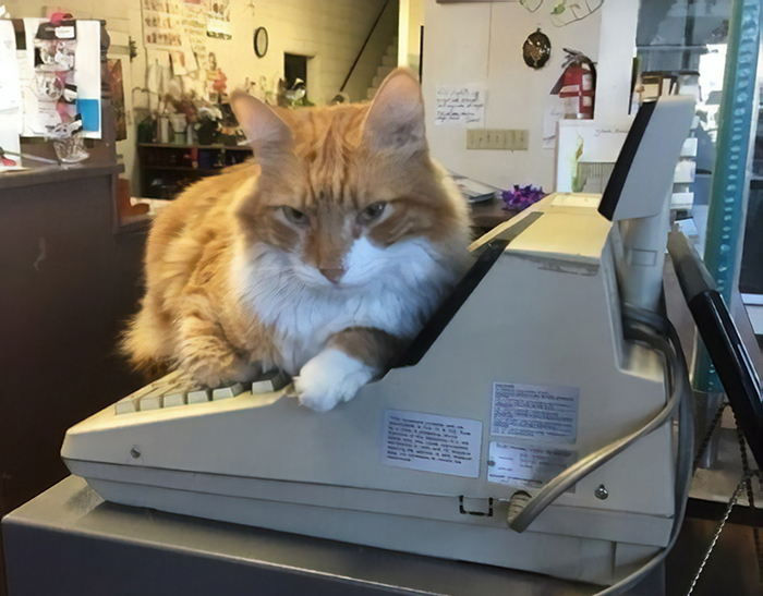 40 Naughty Cats That Deserve Public Shaming