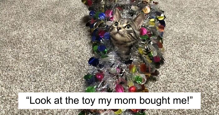 40 Naughty Cats That Deserve Public Shaming