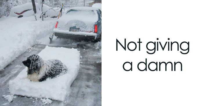 People Are Posting Funny And Cute Photos Of Their Newfoundlands, And It’s Crazy How Massive They ArePeople Are Posting Funny And Cute Photos Of Their Newfoundlands, And It’s Crazy How Massive They Are