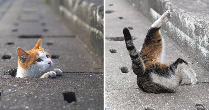 Este fotógrafo japonés retrata a los gatos callejeros divirtiéndose sin preocuparse de nada en el mundo