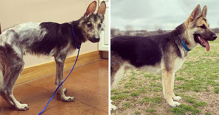 Woman Finds A Stray Dog Trapped In A Wire Bed Frame, It Takes Him 4 Months To Make A Full Recovery