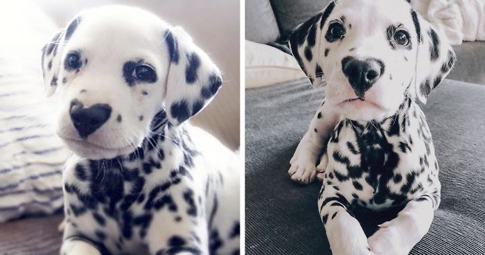 Wiley The Dalmatian Has A Heart On His Nose And People Are In Love