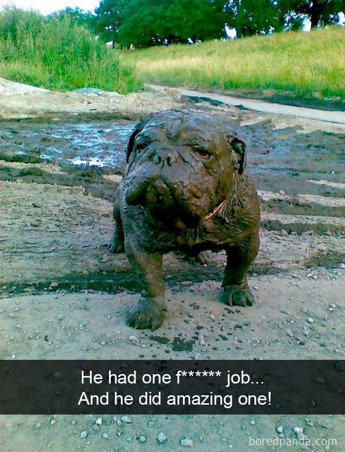Hilarious-Dogs-Snapchats