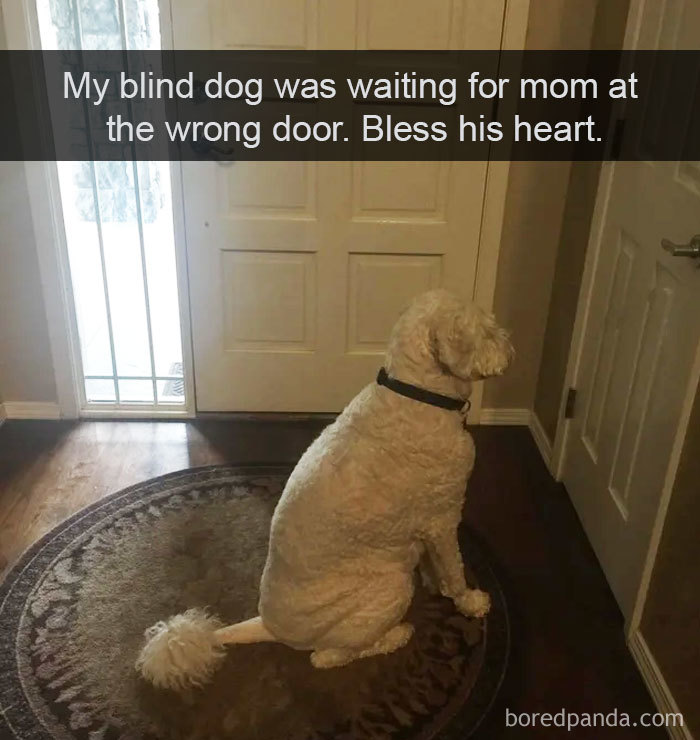 Hilarious-Dogs-Snapchats