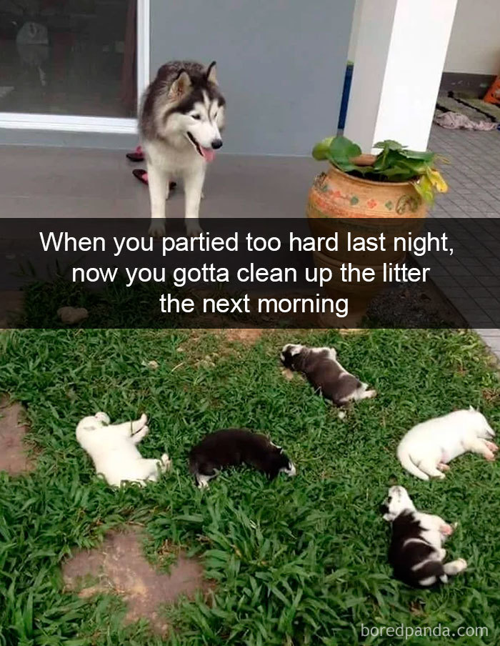 Hilarious-Dogs-Snapchats