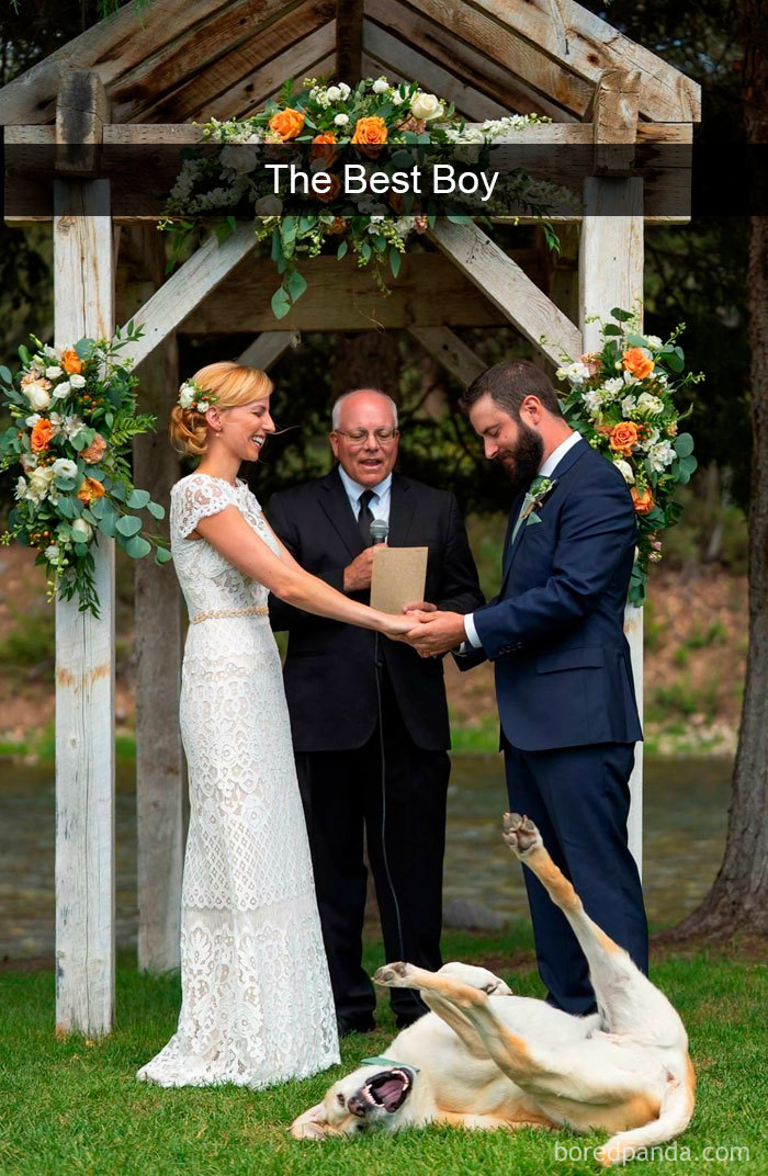 Hilarious-Dogs-Snapchats