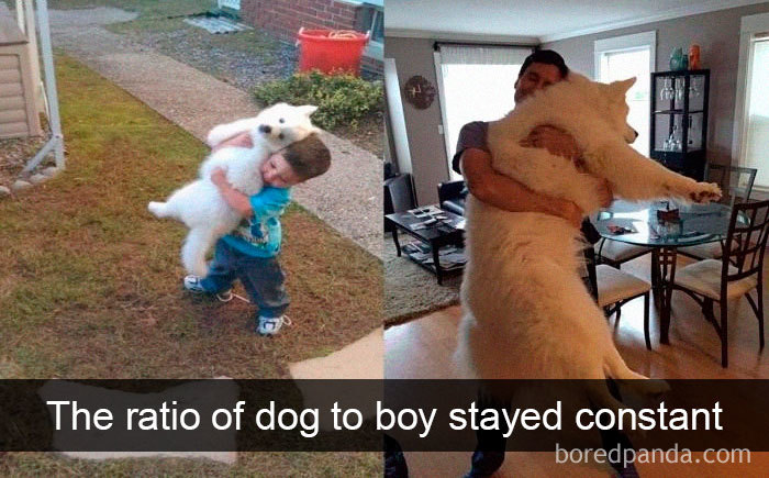 Hilarious-Dogs-Snapchats