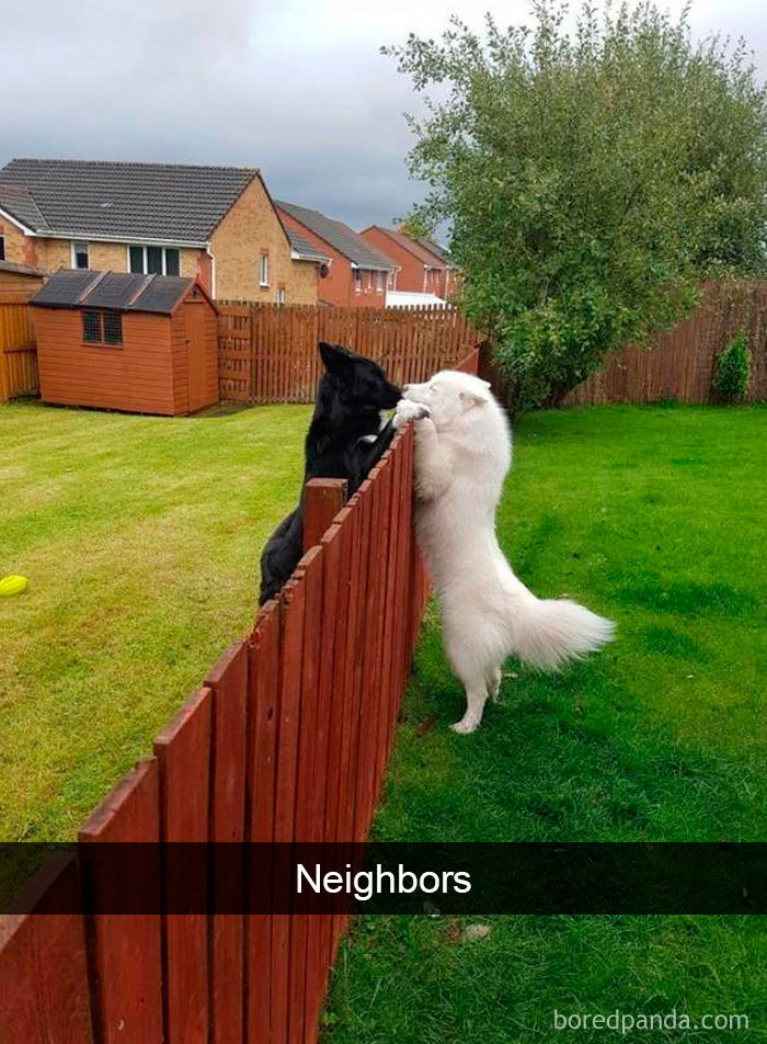 Hilarious-Dogs-Snapchats