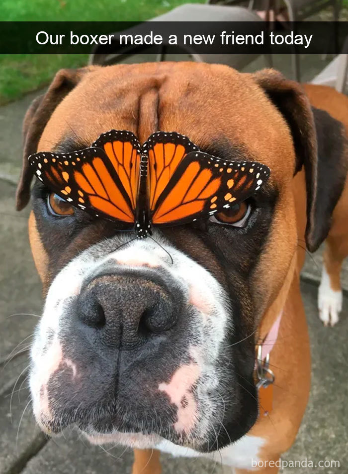 Hilarious-Dogs-Snapchats