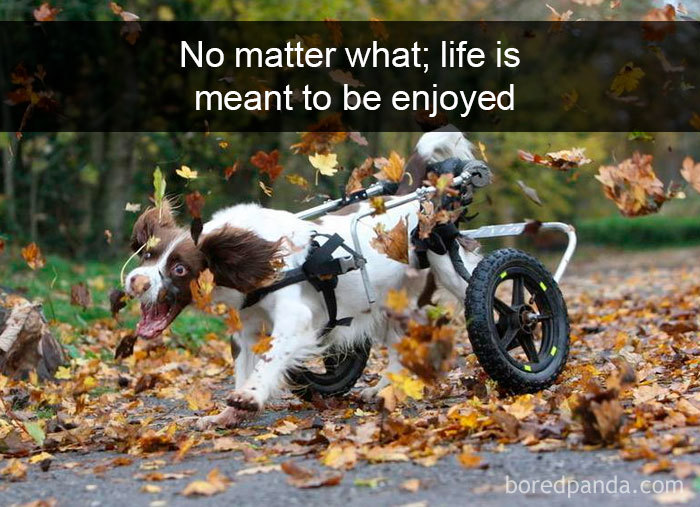 Hilarious-Dogs-Snapchats